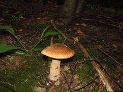 IMG_8611.thumb.JPG.3cc9e42281c6f1c6b5cbc9ece5c6c02e.JPG