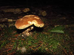 IMG_8613.thumb.JPG.070616d9f9814225ad409ae832eb5c69.JPG