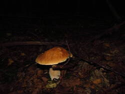 IMG_8618.thumb.JPG.366df6be66b5d82e2f5c6daa5f6d1cbf.JPG