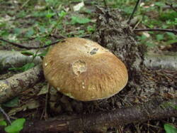 IMG_8622.thumb.JPG.e70201260e032971d767299487df303f.JPG