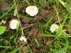 IMG_8628.thumb.JPG.6166ad25e2136561609d292add1e21c8.JPG
