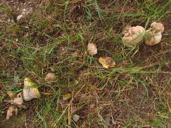 IMG_8654.thumb.JPG.370b05d54d945a88fc2a5169ed6f24ca.JPG