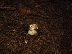 IMG_8663.thumb.JPG.e082a1b45288be79ef6dccb3824d181b.JPG