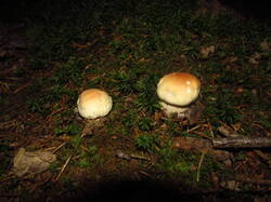 IMG_8672.thumb.JPG.23d1994bc29659d706a9e32ddd6ee0dd.JPG