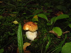 IMG_8719.thumb.JPG.0bec9a3fcc55bc8f7eea11a31682401b.JPG