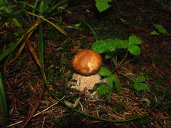 IMG_8731.thumb.JPG.700ade0846f5ac8b86905aa22c2876af.JPG