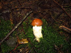 IMG_8743.thumb.JPG.4a19cae46de3f058eadf00d3a03c5441.JPG