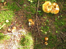 IMG_8745.thumb.JPG.ad4c766d7bf1ba2d099ee61e3d0a5fae.JPG