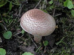 Lepiota_sp_1_1_SAE_20250820.thumb.jpg.e07e1c05b444bcd47b35f0e244184ca6.jpg