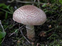 Lepiota_sp_1_2_SAE_20250820.thumb.jpg.79d2beb000711fe133b6afcb3fc4668b.jpg