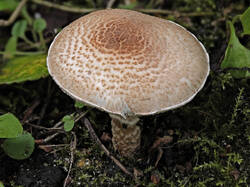 Lepiota_sp_2_1_SAE_20250821.thumb.jpg.0e6d90b04a0f9053d5e5cada8c1ba64a.jpg