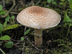 Lepiota_sp_2_2_SAE_20250821.thumb.jpg.949aa61958e24c998259f1563e1aa57b.jpg