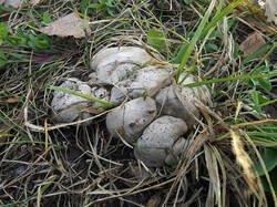 Lyophyllum_sp_1_SAE_20250913.thumb.jpg.52c681fb5298030ca028d0a43a55cae5.jpg