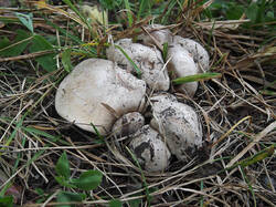 Lyophyllum_sp_2_SAE_20250913.thumb.jpg.aa7a2ca20c62864069e6a53d8ddfee81.jpg