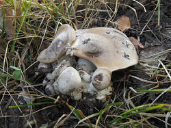 Lyophyllum_sp_3_SAE_20250913.thumb.jpg.5e4562e964734b063cbd21d599bba1c6.jpg