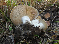 Lyophyllum_sp_4_SAE_20250913.thumb.jpg.76f9756c5c81f8cef120df1847a9a9d2.jpg