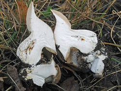 Lyophyllum_sp_5_SAE_20250913.thumb.jpg.c0cd0ac5a5a2cd3230032431a33bb448.jpg