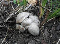 Lyophyllum_sp_6_SAE_20250913.thumb.jpg.8132ca90dfeab4408e42a3a5aed25e4a.jpg