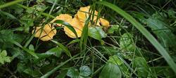 MVIMG_20260707_092500.thumb.jpg.85d40c62f925d3d52ddc2d6c309a7d9b.jpg