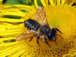 Megachile.thumb.JPG.17516245063475b4c9bac3e4e48405f7.JPG
