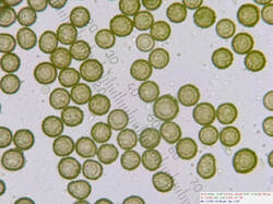 Mycenastrum_corium_spores500amm_2_SAE_20250703.thumb.jpg.07f6b1fe9e63e6a25803e994548bb210.jpg