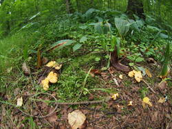 P1010017.JPG