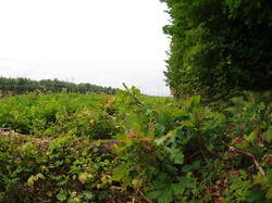 P1010078.JPG