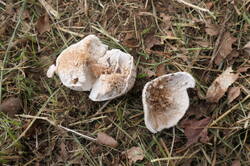 PANA7976.thumb.JPG.71c5fbdec287a6df0aad6fbf685f8682.JPG