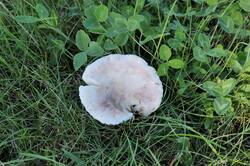PANA8383.thumb.JPG.7364ad95d82fa96f836c83a45aeb3f8b.JPG