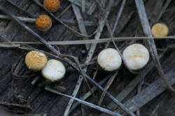 PANA8564.thumb.JPG.c2dfa3bba7ff35441806c3e75c0e7ddc.JPG