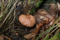 PANA8981.thumb.JPG.3c7e91e62f7e621e4accb0dfc5a91779.JPG