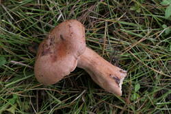 PANA8996.thumb.JPG.0d1946e3cf1638c4d2b70434c1ffe016.JPG
