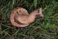 PANA9005.thumb.JPG.598444bb0efe363d3cf0437570962b48.JPG