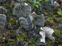 Peltigera_canina_1_SAE_20260516.thumb.jpg.f89f1719d0ce3381fccec6a95044d9a1.jpg