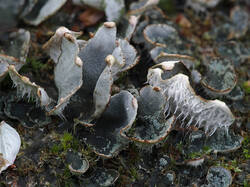 Peltigera_canina_2_SAE_20260516.thumb.jpg.8ae50919f0202286a18b5154e4460cca.jpg