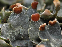 Peltigera_canina_8_SAE_20260628.thumb.jpg.8dc18a9e4f5c0325affeafc002e4566b.jpg