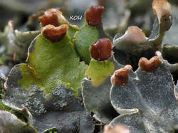 Peltigera_canina_8_probe_SAE_20260628.thumb.jpg.4e4aefba6743ccb41003bc0702f5ec2e.jpg