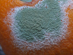 Penicillium_italicum_SAE_20260703.thumb.jpg.196ccc278d17d898030359037ea5b4df.jpg