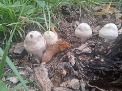 Pluteus_pellitus_2_.jpg