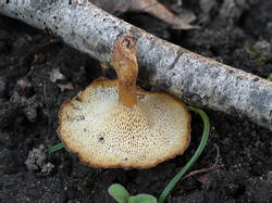 Polyporus_brumalis_1_SAE_20260502.thumb.jpg.8436a8cbe92130bec7eaeb091d02cd1c.jpg