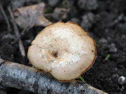 Polyporus_brumalis_2_SAE_20260502.thumb.jpg.134906604d1d613cbd2911f31223cf6e.jpg