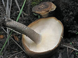 Polyporus_ciliatus_SAE_20260509.thumb.jpg.90eeb06797cfbf64a8196ad2442f344a.jpg