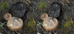 Polyporus_ciliatus_SAE_20260509_right.thumb.JPG.fbe277331edb6ed103be3ec052e5ff75.JPG