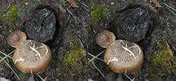Polyporus_ciliatus_SAE_20260509_stereo.thumb.jpg.24f2ec64b21f7a7c65627bf1462d700e.jpg