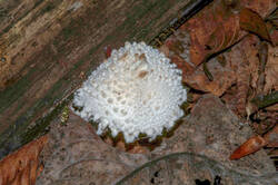Pulverolepiota_petasiformis_PSA_20170912-01.jpg