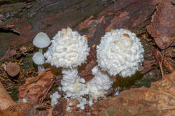 Pulverolepiota_petasiformis_PSA_20170912.jpg
