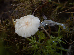 Roridomyces_roridus_MS_20210210_01.thumb.jpg.135cb9847b5a8522d8a586094346be5d.jpg
