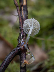Roridomyces_roridus_MS_20210210_02.thumb.jpg.b08b25d16f08940fb878d0a6b2e9edab.jpg