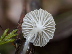 Roridomyces_roridus_MS_20210211_03.thumb.jpg.f0d5b137a7ad0aec51bf845c256ba589.jpg