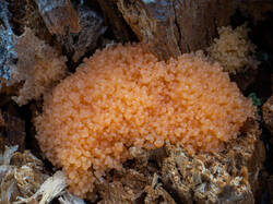 Tubifera_dudkae_MS_20200716_01.jpg
